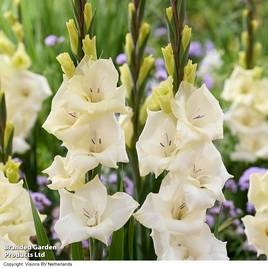 Gladioli Gladdies Amber