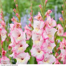 Gladioli Gladdies Emmy