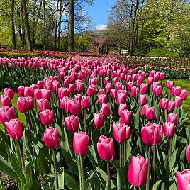 Tulip Pink Giant