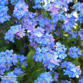 Myosotis sylvatica Blue Ball