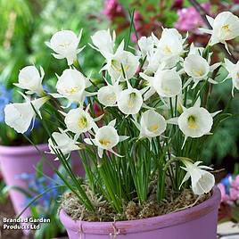 Narcissus cantabricus