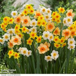 Narcissus Super Scented Jonquilla Mix