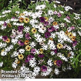 Osteospermum Falling Stars™