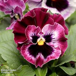 Pansy F1 Frizzle Sizzle Raspberry