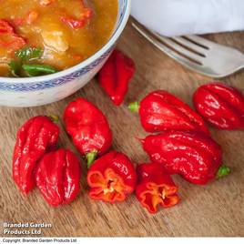 Pepper Chilli Carolina Reaper - Seeds