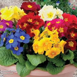 Primula eliator Crescendo® Mixed F1 Hybrid