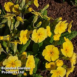 Primrose Crescendo Yellow