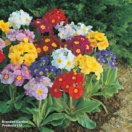 Polyanthus Large Flowered Mix