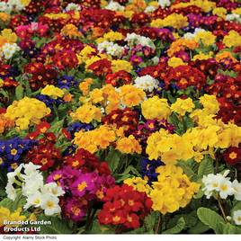 Polyanthus Pacific Giants Mix