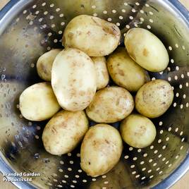 Potato Charlotte (Second Cropping)