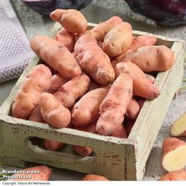 Potato Pink Fir Apple