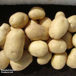 Potato Wilja