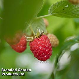 Raspberry Cascade Delight (Summer fruiting)