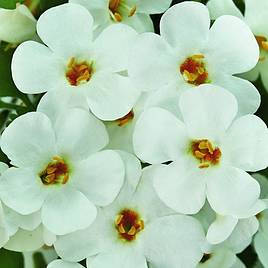 Bacopa Baristo® Snowflake