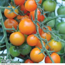 Tomato Sungold