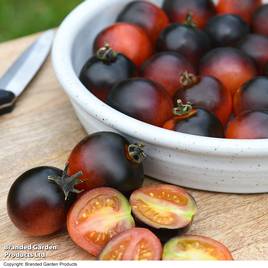 Tomato Akoya