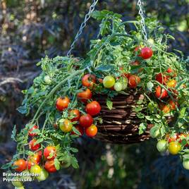 Tomato Cherry Blast