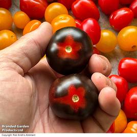 Tomato Nightshade