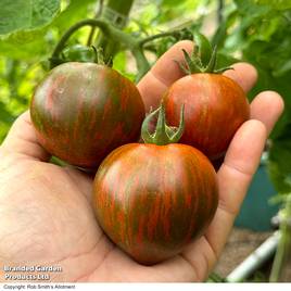 Tomato Purple Zebra (Grafted)