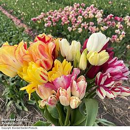 Tulip Club Series