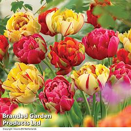 Tulip Colour Carnival