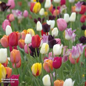 Tulip Miniature Everlasting Mix