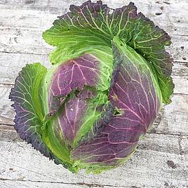 Cabbage Savoy January King 3 - Seeds