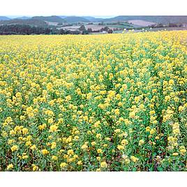 Mustard White - Seeds