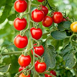 Tomato Crimson Cherry (Indeterminate) F1 - Seeds