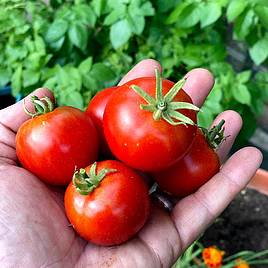 Tomato Bloody Butcher (Indeterminate) - Seeds