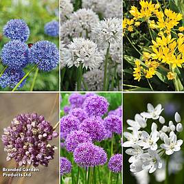 Allium Mix