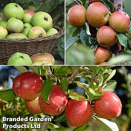 Britains Favourite Apple Tree Collection