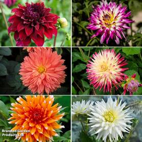 Dahlia Cactus Bundle