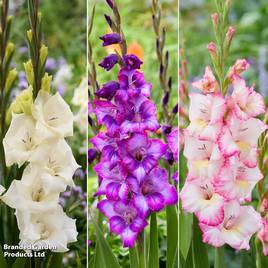 Gladioli Gladdies Trio