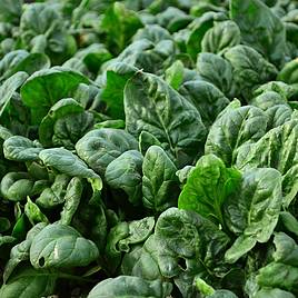 Spinach Gigante Dinverno (Organic) - Seeds
