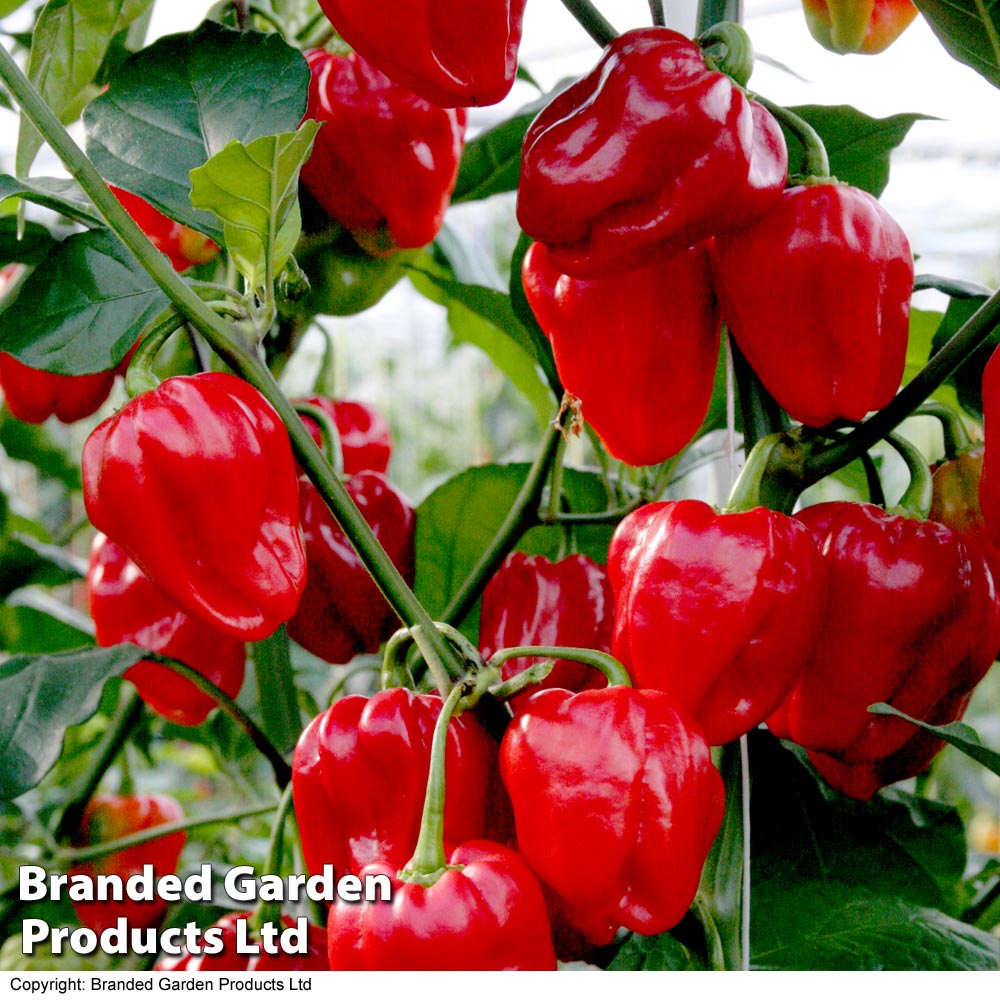 Buy Chilli Pepper Habanero Organic Seeds Organic Gardening Catalogue
