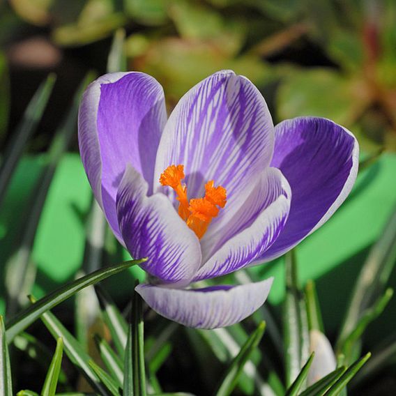 Crocus 'Dutch Striped'