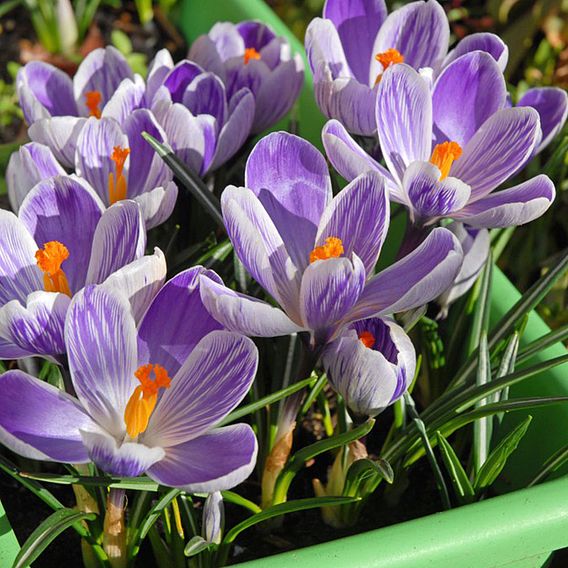 Crocus 'Dutch Striped'