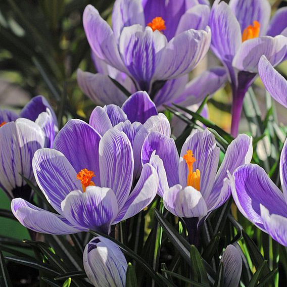 Crocus 'Dutch Striped'