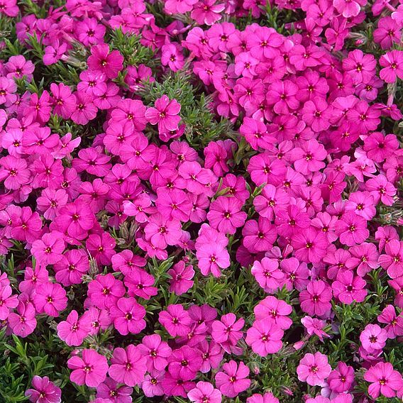 Creeping Phlox Collection