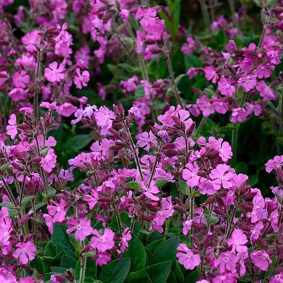 Creeping Phlox Collection