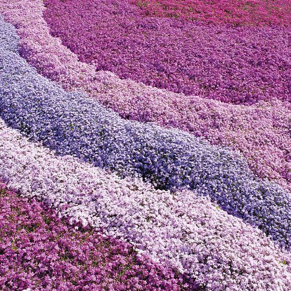 Creeping Phlox Collection