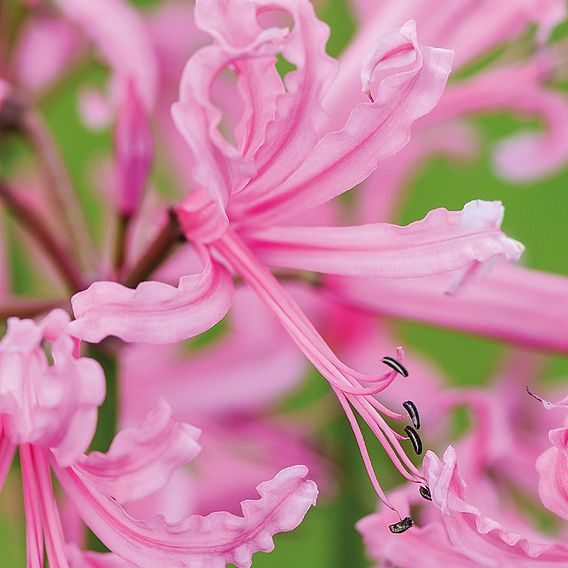 Nerine bowdenii 'Pink'