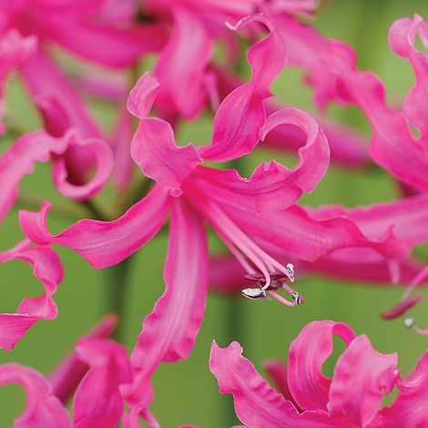 Nerine bowdenii Collection