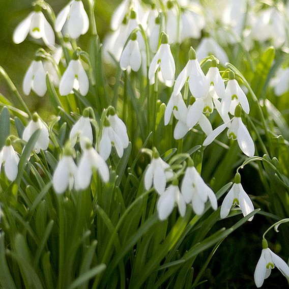 Snowdrop (Single-flowered)