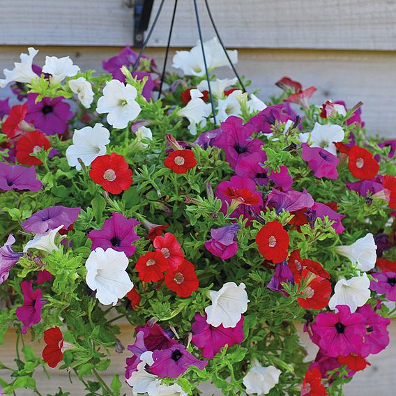 Petunia 'Surfinia' Collection