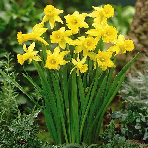 Narcissus 'Peeping Tom'