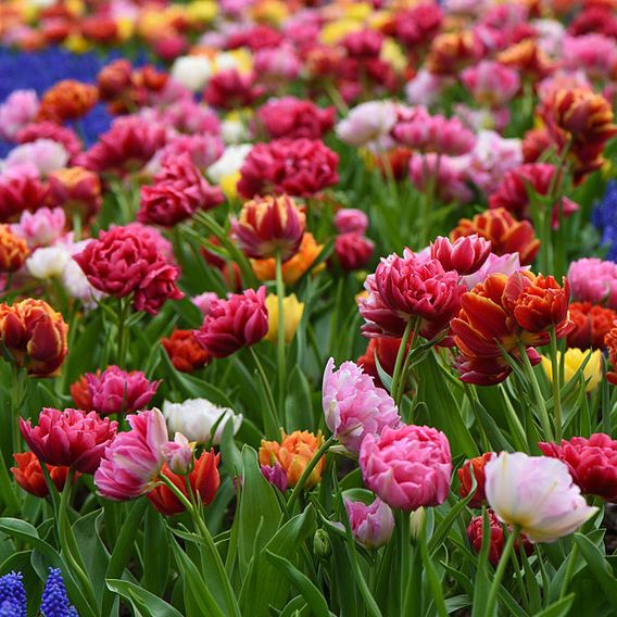 Tulip 'Murillo Mixed'