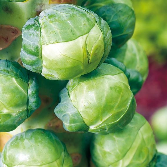 Brussel Sprouts 'Igor' F1 (Organic) - Seeds
