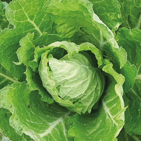 Cabbage 'Bloemendaalse Gele' (Organic) - Seeds